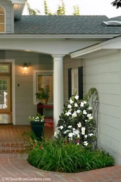 Diamond Spire Gardenia - 2 Gallon Pot -Foliage Dream Sales Store Gardenia Diamond Spire 5