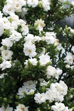 Double Mint Gardenia - 6 Pack Of 1 Gallon Pots -Foliage Dream Sales Store Gardenia Double Mint 2