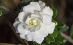 Double Mint Gardenia - 1 Gallon Pot -Foliage Dream Sales Store Gardenia Double Mint 6 2