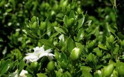 Double Mint Gardenia - 6 Pack Of 1 Gallon Pots -Foliage Dream Sales Store Gardenia Double Mint 7