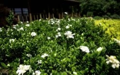 Double Mint Gardenia - 6 Pack Of 1 Gallon Pots -Foliage Dream Sales Store Gardenia Double Mint 8