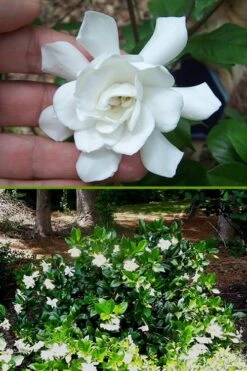 Fall In Love Cold Hardy Gardenia - 1 Gallon Pot -Foliage Dream Sales Store Gardenia Fall In Love BS