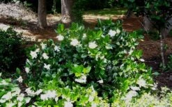 Fall In Love Cold Hardy Gardenia - 1 Gallon Pot -Foliage Dream Sales Store Gardenia Fallin In Love Shrub
