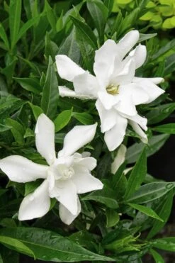 Frost Proof Gardenia - 6 Pack Of 1 Gallon Pots -Foliage Dream Sales Store Gardenia Frost Proof Rev 500x750 2