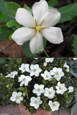 Hardy Fragrant Daisy Gardenia Bush - 1 Gallon Pot -Foliage Dream Sales Store Gardenia Hardy Daisy 500x750 1