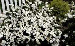 Heaven Scent Gardenia - 1 Gallon Pot -Foliage Dream Sales Store Gardenia Heaven Scent 17 1