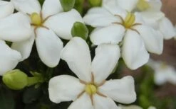 ScentAmazing Gardenia - 1 Gallon Pot -Foliage Dream Sales Store Gardenia Scentamazing 20