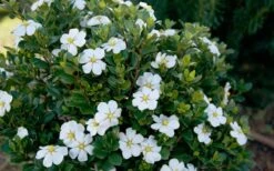 ScentAmazing Gardenia - 2 Gallon Pot -Foliage Dream Sales Store Gardenia Scentamazing Shrub 1