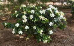 Sweet Tea Gardenia - 3 Gallon Pot -Foliage Dream Sales Store Gardenia Sweet Tea 5