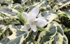 Variegated Gardenia - 1 Gallon Pot -Foliage Dream Sales Store Gardenia Variegated 1