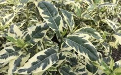 Variegated August Beauty Gardenia - 1 Gallon Pot 9 Variegated August Beauty Gardenia - 1 Gallon Pot -Foliage Dream Sales Store Gardenia Variegated 2 2