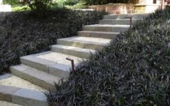 Black Mondo Grass - Ophiopogon Planiscapus 'Nigrescens' - 10 Pack Of Pint Pots 10 Black Mondo Grass - Ophiopogon Planiscapus 'Nigrescens' - 10 Pack Of Pint Pots -Foliage Dream Sales Store Grass Mondo Black 3