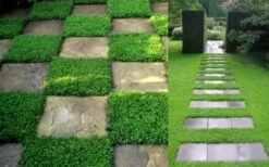 Dwarf Rupturewort Green Carpet - Herniaria Glabra - 5 Pack Of Pint Pots -Foliage Dream Sales Store Herniaria Dwarf Rutpurewort 2