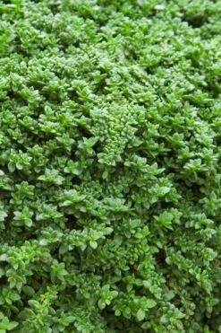 Dwarf Rupturewort Green Carpet (Herniaria Glabra) - 10 Pack Of Pint Pots -Foliage Dream Sales Store Herniaria Dwarf Rutpurewort 20 1