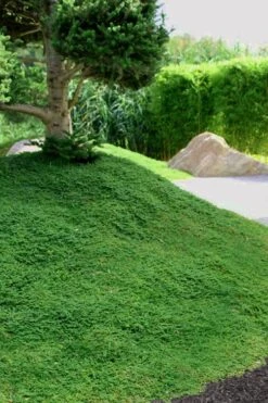 Dwarf Rupturewort Green Carpet (Herniaria Glabra) - 10 Pack Of Pint Pots -Foliage Dream Sales Store Herniaria Dwarf Rutpurewort 25 1