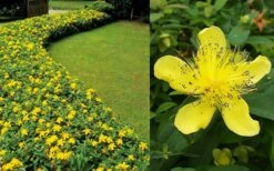 Creeping St Johns Wort - Hypericum Calycinum - 6 Pack Of Pint Pots -Foliage Dream Sales Store Hypericum Calycinum 2