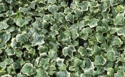 Anne Marie White Variegated Ivy (Hedera Helix) - 5 Pack Of Pint Pots -Foliage Dream Sales Store Ivy Anne Marie