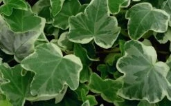 Anne Marie White Variegated Ivy (Hedera Helix) - 10 Count Flat Of Pint Pots -Foliage Dream Sales Store Ivy Anne Marie 50 2