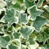Anne Marie White Variegated Ivy (Hedera Helix) - 6 Pack Of 2.5" Pots