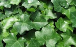 English Ivy (Hedera Helix) - 72 Pack Of 3.5" Pots -Foliage Dream Sales Store Ivy English 1