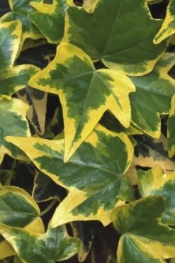 Gold Child Ivy (Hedera Helix) - 6 Pack Of Pint Pots -Foliage Dream Sales Store Ivy Gold Child 1