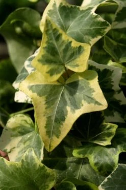 Gold Child Ivy (Hedera Helix) - 10 Pack Of Pint Pots -Foliage Dream Sales Store Ivy Gold Child 3 1