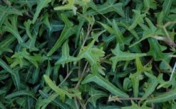 Needlepoint Ivy (Hedera Helix) - 8 Pack Of 2.5" Pots 8 Needlepoint Ivy (Hedera Helix) - 8 Pack Of 2.5" Pots -Foliage Dream Sales Store Ivy Needlepoint 50 1