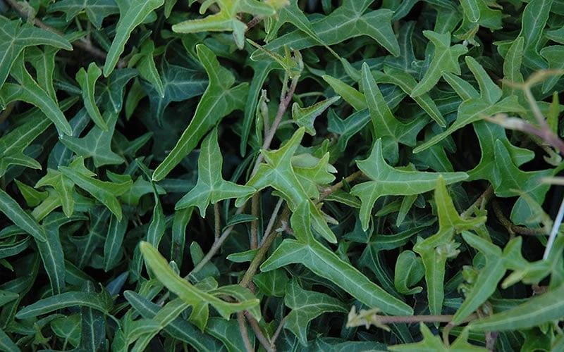 Needlepoint Ivy (Hedera Helix) - 8 Pack Of 2.5" Pots 4 Needlepoint Ivy (Hedera Helix) - 8 Pack Of 2.5" Pots - Image 4