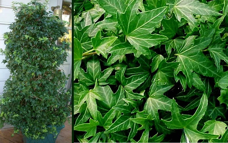 Needlepoint Ivy (Hedera Helix) - 8 Pack Of 2.5" Pots 5 Needlepoint Ivy (Hedera Helix) - 8 Pack Of 2.5" Pots - Image 5