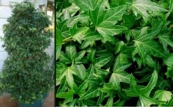 Needlepoint Ivy (Hedera Helix) - 5 Pack Of Pint Pots 9 Needlepoint Ivy (Hedera Helix) - 5 Pack Of Pint Pots -Foliage Dream Sales Store Ivy Needlepoint Combo 2