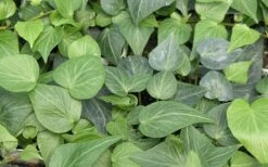Teardrop Ivy (Hedera Helix) - 10 Pack Of Pint Pots 7 Teardrop Ivy (Hedera Helix) - 10 Pack Of Pint Pots -Foliage Dream Sales Store Ivy Tear Drop