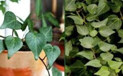 Teardrop Ivy (Hedera Helix) - 10 Pack Of Pint Pots 6 Teardrop Ivy (Hedera Helix) - 10 Pack Of Pint Pots -Foliage Dream Sales Store Ivy Tear Drop Combo