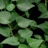Teardrop Ivy (Hedera Helix) - 10 Pack Of Pint Pots