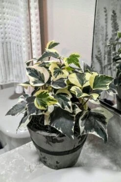 Variegated Algerian Ivy (Hedera Algeriensis 'Gloire De Marengo') - 5 Pack Of Pint Pots -Foliage Dream Sales Store Ivy Variegated Algerian 5