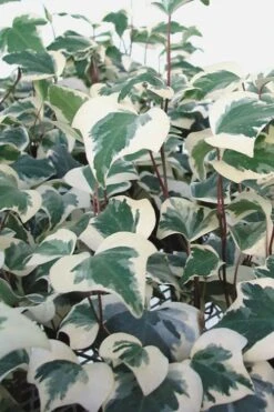 Variegated Algerian Ivy (Hedera Algeriensis 'Gloire De Marengo') - 6 Pack Of Pint Pots -Foliage Dream Sales Store Ivy Variegated Algerian 500x750 2