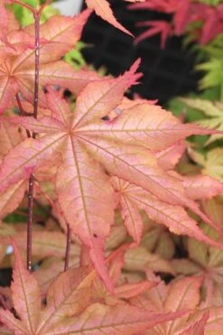Amber Ghost Japanese Maple - 3 Gallon Pot -Foliage Dream Sales Store Japanese Maple Amber Ghost 3