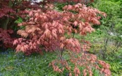 Amber Ghost Japanese Maple - 3 Gallon Pot -Foliage Dream Sales Store Japanese Maple Amber Ghost 6