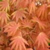 Autumn Moon Japanese Maple - 5 Gallon Pot (3-4')