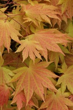 Autumn Moon Japanese Maple - 2 Gallon Pot -Foliage Dream Sales Store Japanese Maple Autumn Moon 3