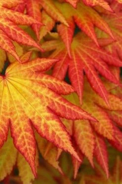 Autumn Moon Japanese Maple - 5 Gallon Pot (3-4') -Foliage Dream Sales Store Japanese Maple Autumn Moon 4 1