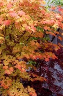 Autumn Moon Japanese Maple - 2 Gallon Pot -Foliage Dream Sales Store Japanese Maple Autumn Moon 7