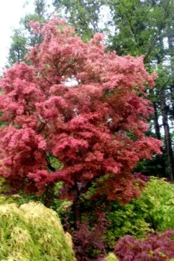 Beni Fushigi Japanese Maple - 1 Gallon Pot -Foliage Dream Sales Store Japanese Maple Beni Fushigi 1