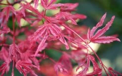 Beni Fushigi Japanese Maple - 1 Gallon Pot -Foliage Dream Sales Store Japanese Maple Beni Fushigi 3