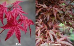 Beni Fushigi Japanese Maple - 1 Gallon Pot -Foliage Dream Sales Store Japanese Maple Beni Fushigi 5