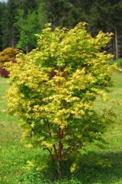 Beni Kawa Coral Bark Japanese Maple - 3 Gallon Pot -Foliage Dream Sales Store Japanese Maple Beni Kawa 1
