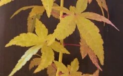 Bihou Yellow Bark Japanese Maple - 3 Gallon Pot -Foliage Dream Sales Store Japanese Maple Bihou Yellow Bark