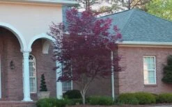 Bloodgood Red Leaf Japanese Maple - 2 Gallon Pot -Foliage Dream Sales Store Japanese Maple Bloodgood 2 1