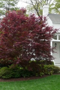 Bloodgood Red Leaf Japanese Maple - 7 Gallon Pot (4-5') -Foliage Dream Sales Store Japanese Maple Boodgood 20 1