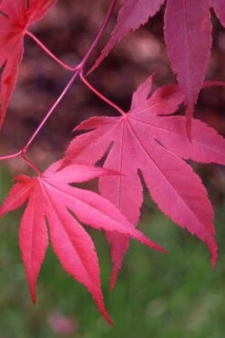 Bloodgood Red Leaf Japanese Maple - 7 Gallon Pot (4-5') -Foliage Dream Sales Store Japanese Maple Boodgood 22 1