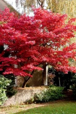 Bloodgood Red Leaf Japanese Maple - 5 Gallon Pot (4-5') -Foliage Dream Sales Store Japanese Maple Boodgood 23